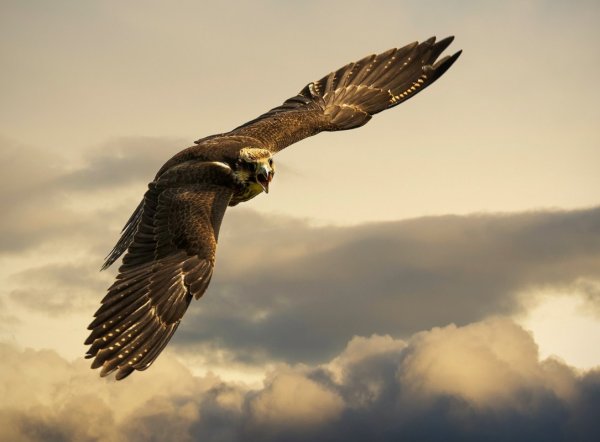 Emma Safety Footwear