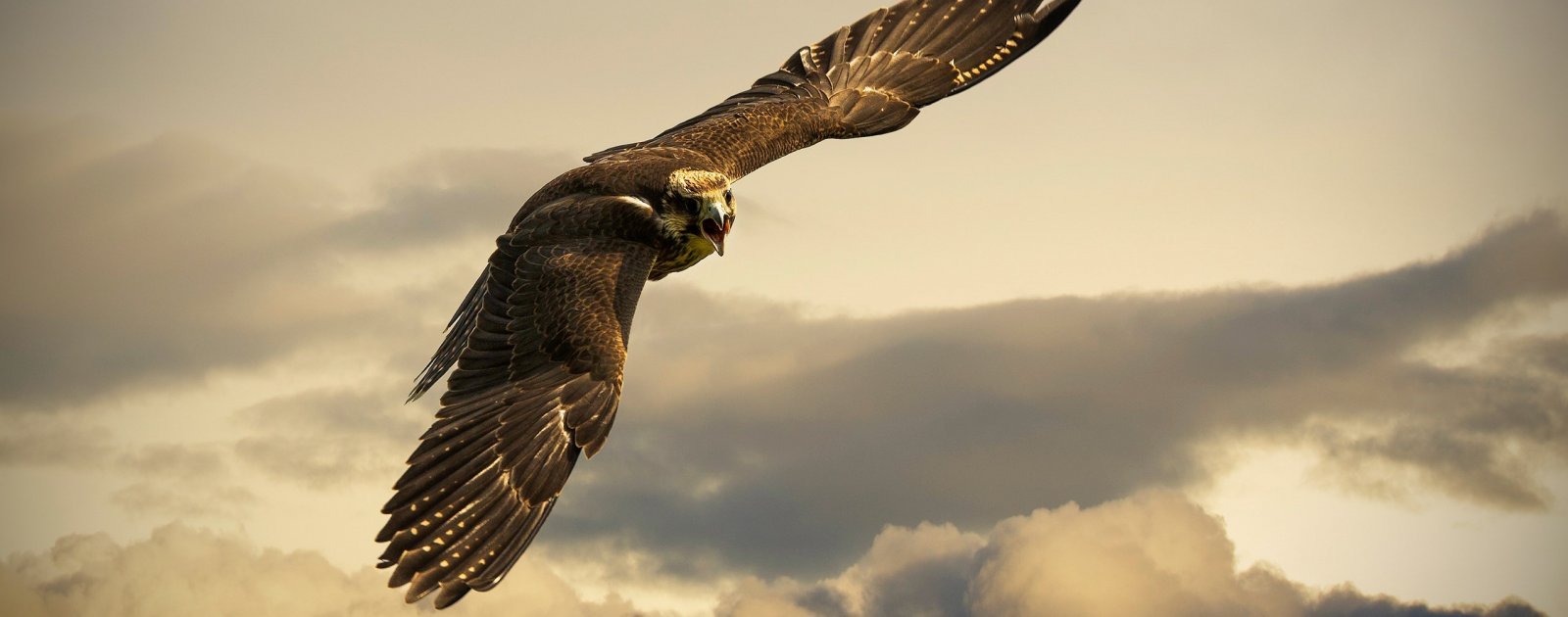 Emma Safety Footwear